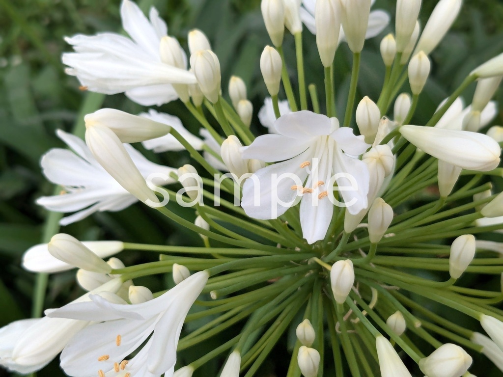 写真素材『白いアガパンサス』