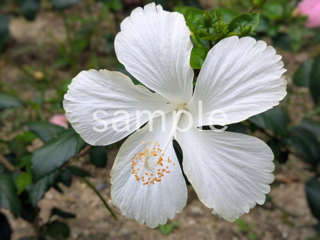 写真素材『白いハイビスカス』