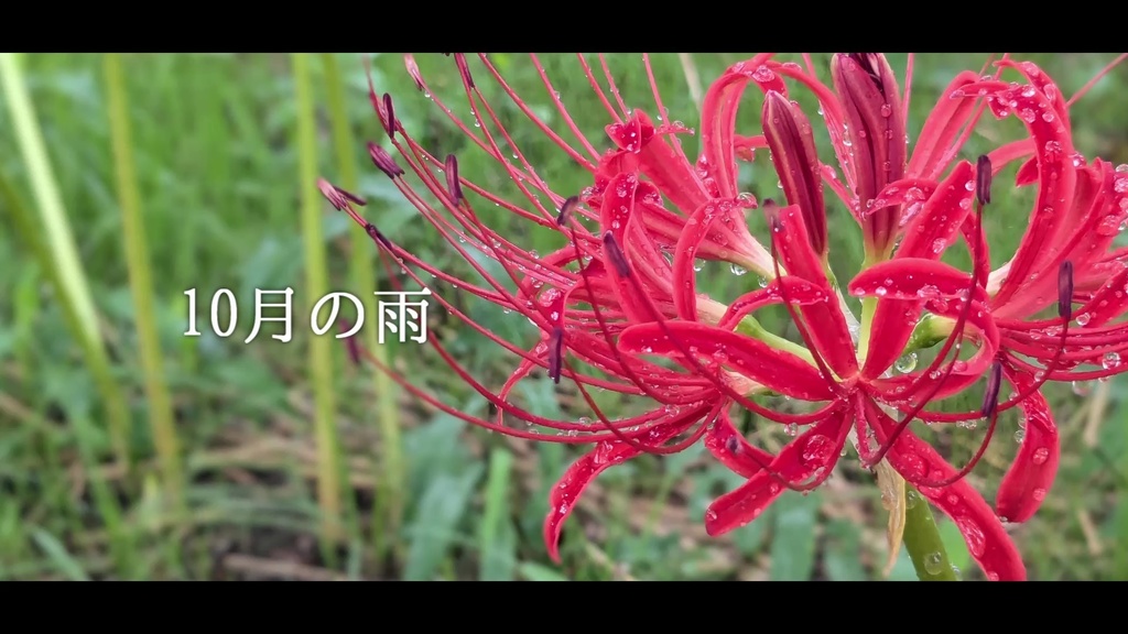 音楽素材『10月の雨』歌もの曲
