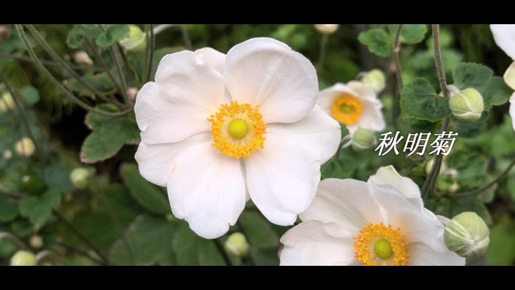 音楽素材『秋明菊』歌もの曲