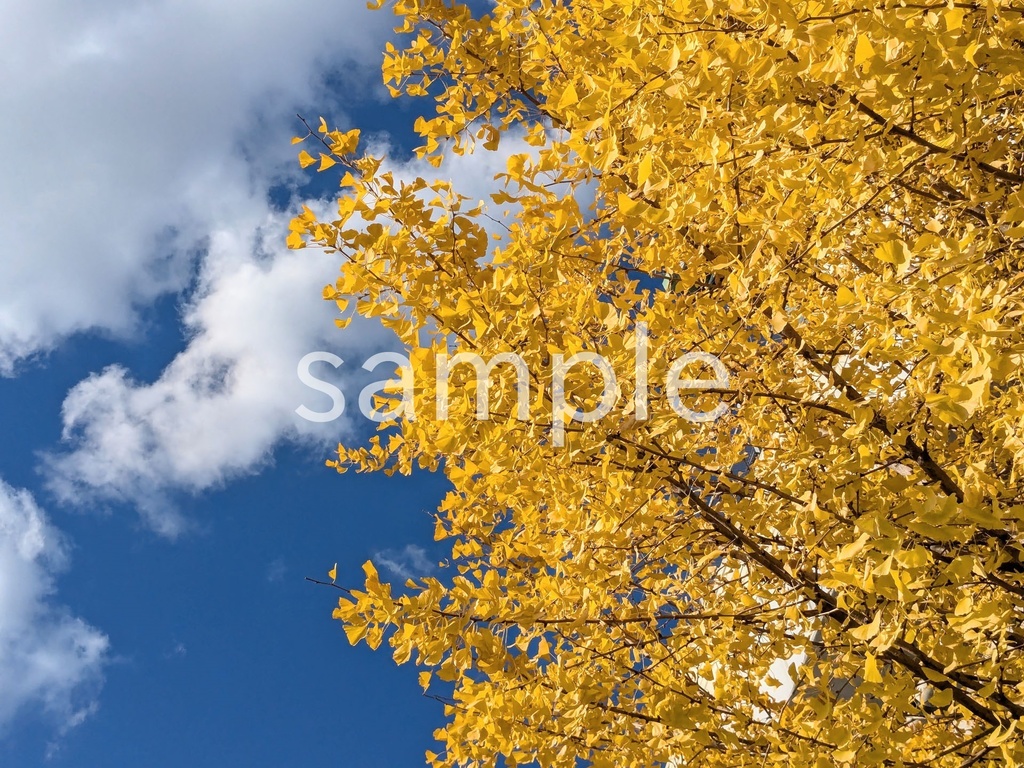 写真素材『イチョウの紅葉4』