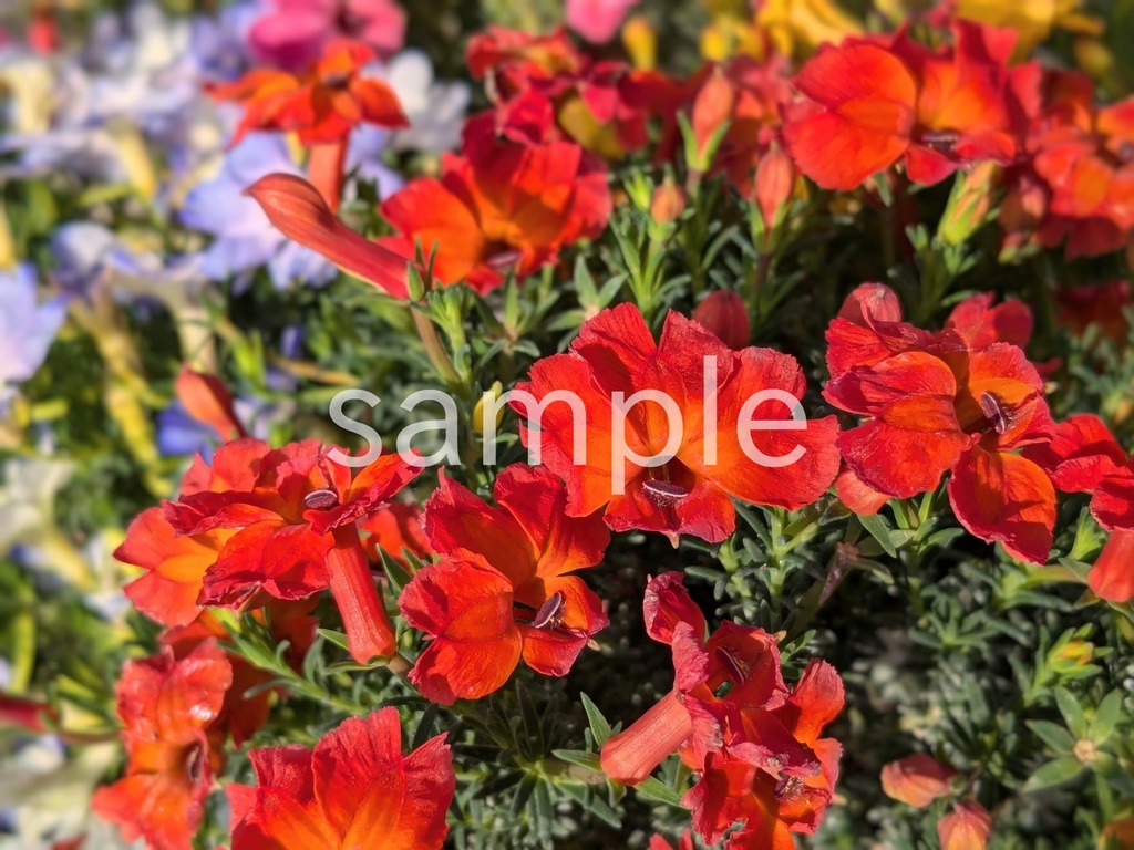 写真素材『オレンジの初恋草』