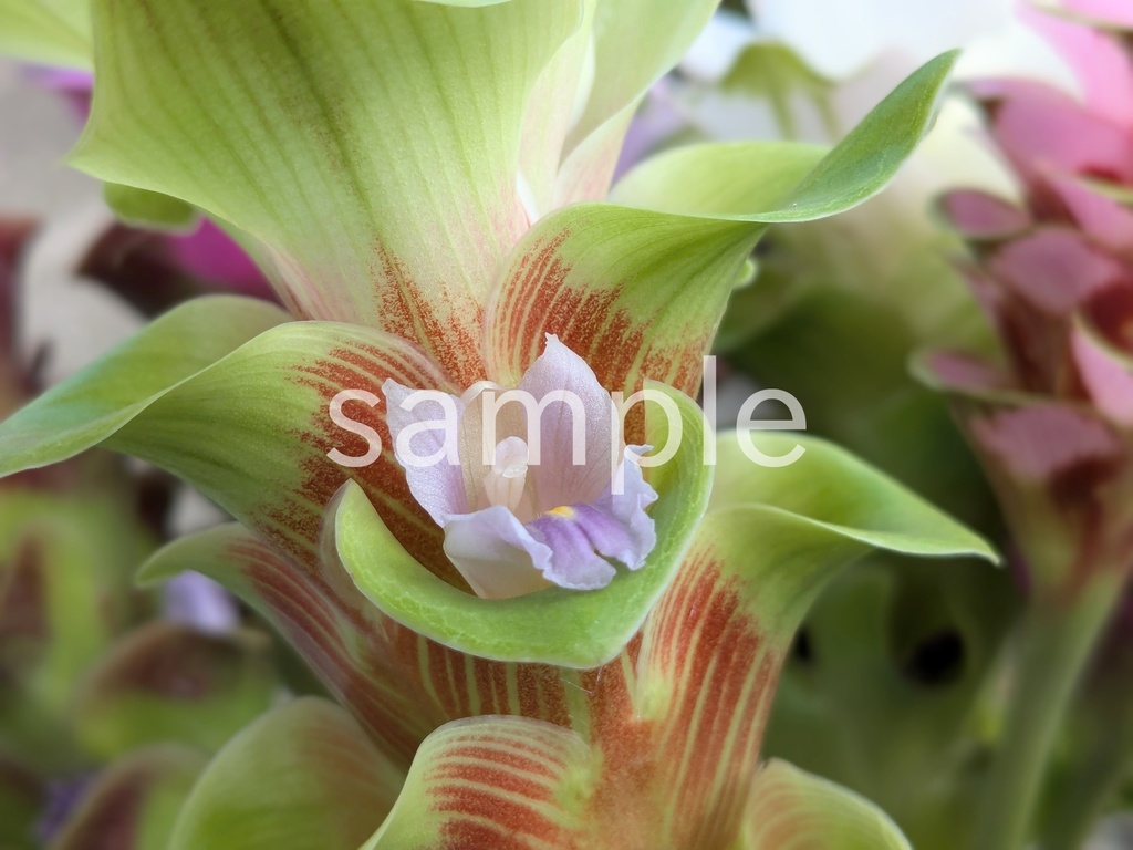 写真素材『クルクマの花』
