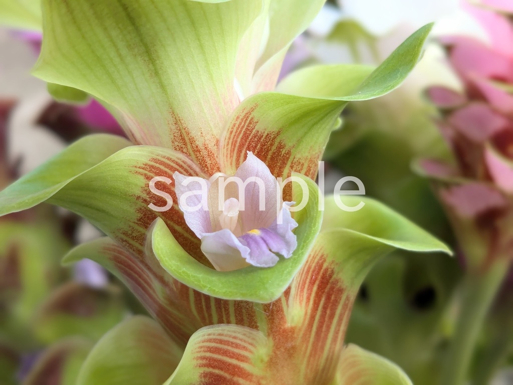 写真素材『クルクマの花』