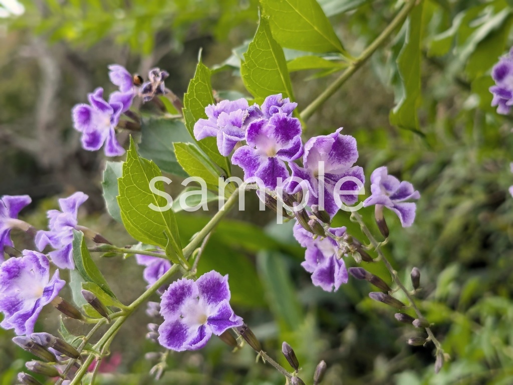 写真素材『デュランタ』