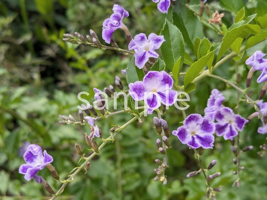 写真素材『デュランタ2』