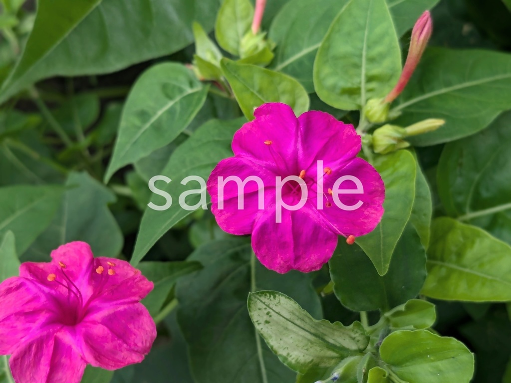 写真素材『ピンクのオシロイバナ』