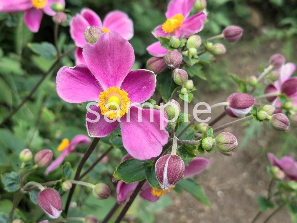 写真素材『ピンクのシュウメイギク2』