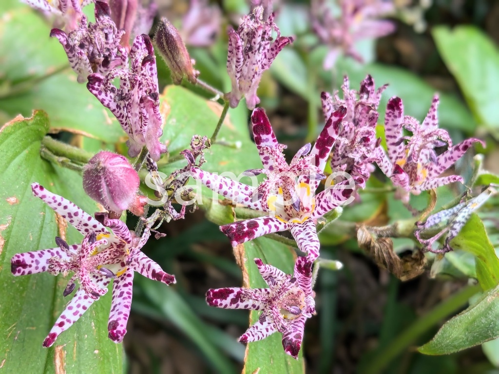 写真素材『ホトトギス』