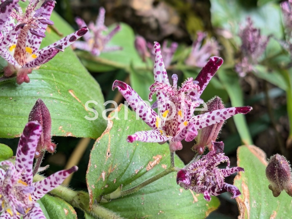 写真素材『ホトトギス2』