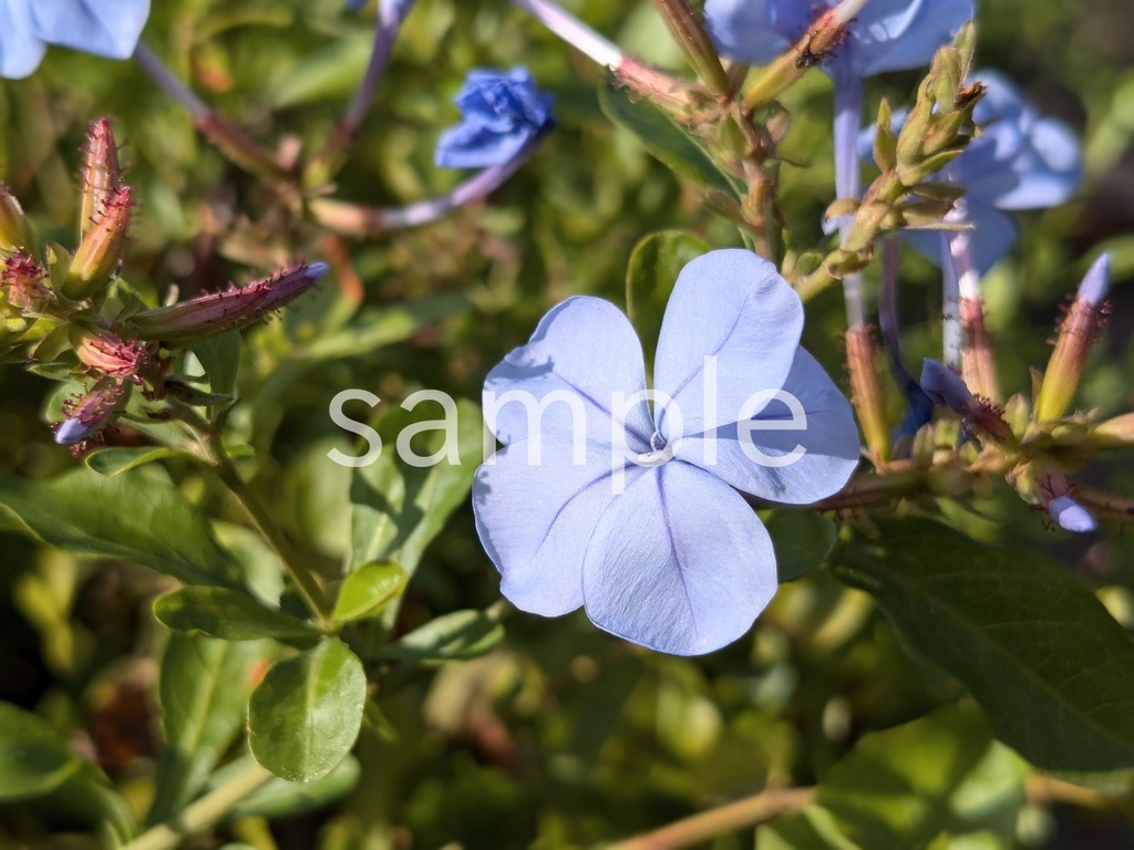 写真素材『ルリマツリ2』