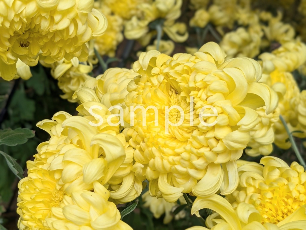 写真素材『黄色いキク2』