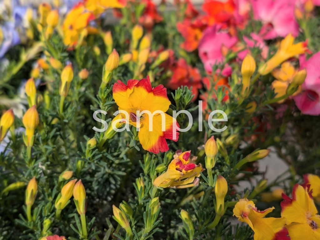 写真素材『黄色い初恋草』