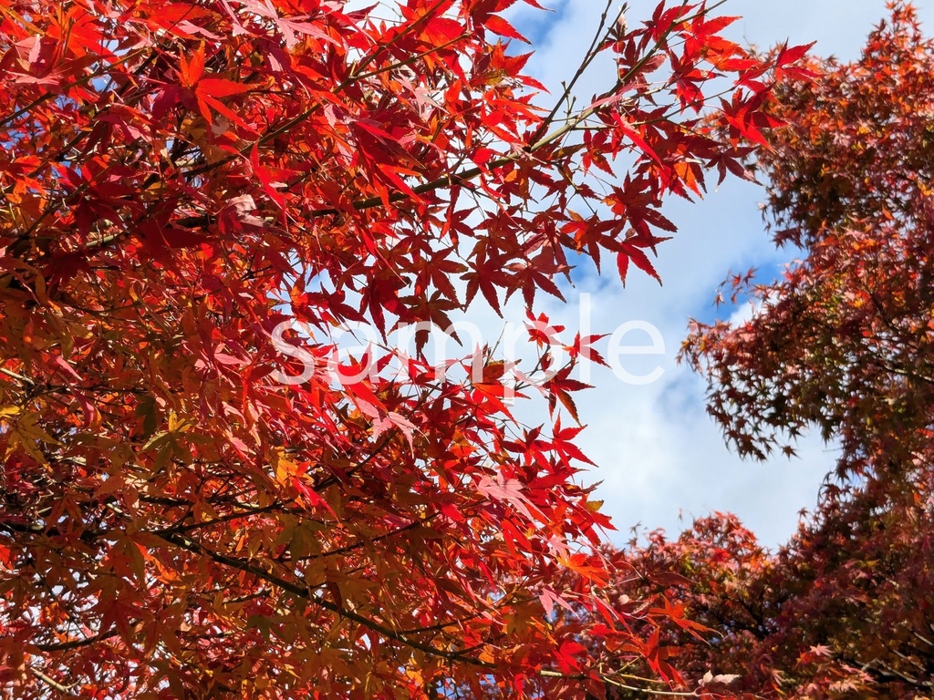 写真素材『紅葉6』