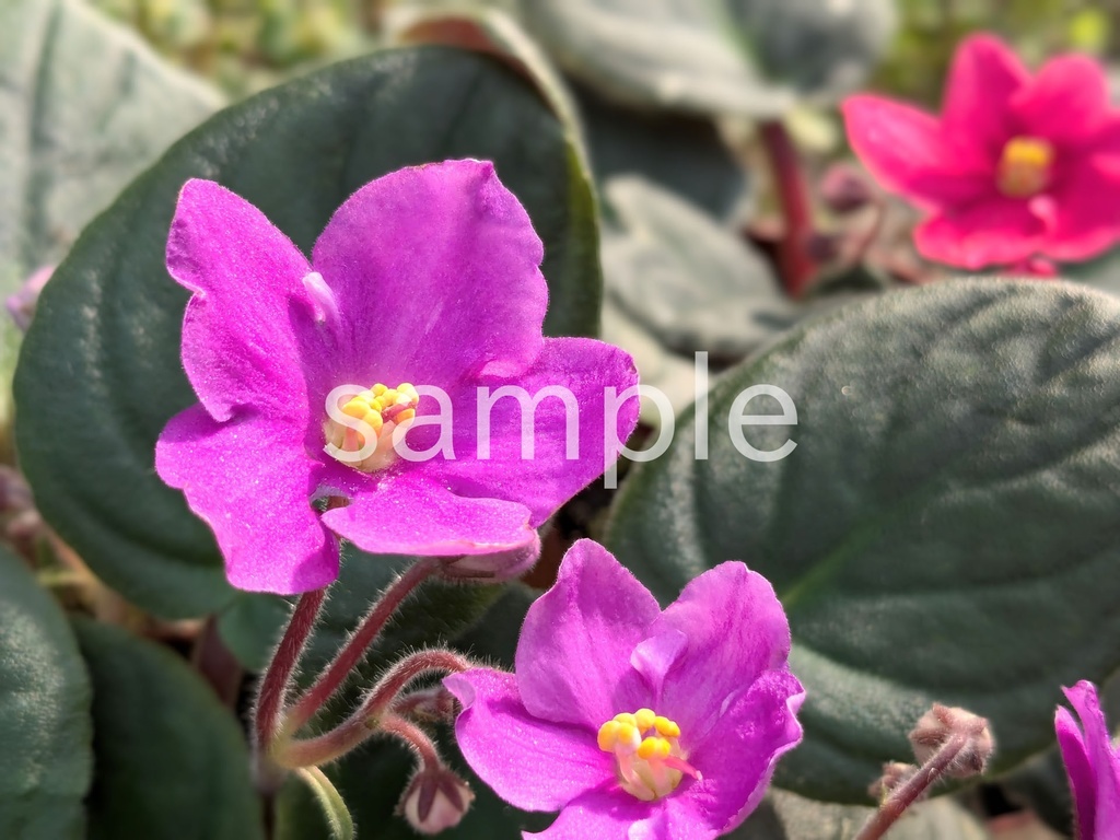 写真素材『紫のセントポーリア』