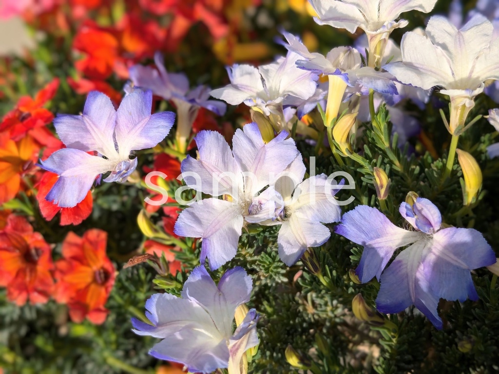 写真素材『青い初恋草』