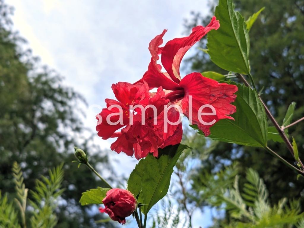 写真素材『二段咲きハイビスカス』