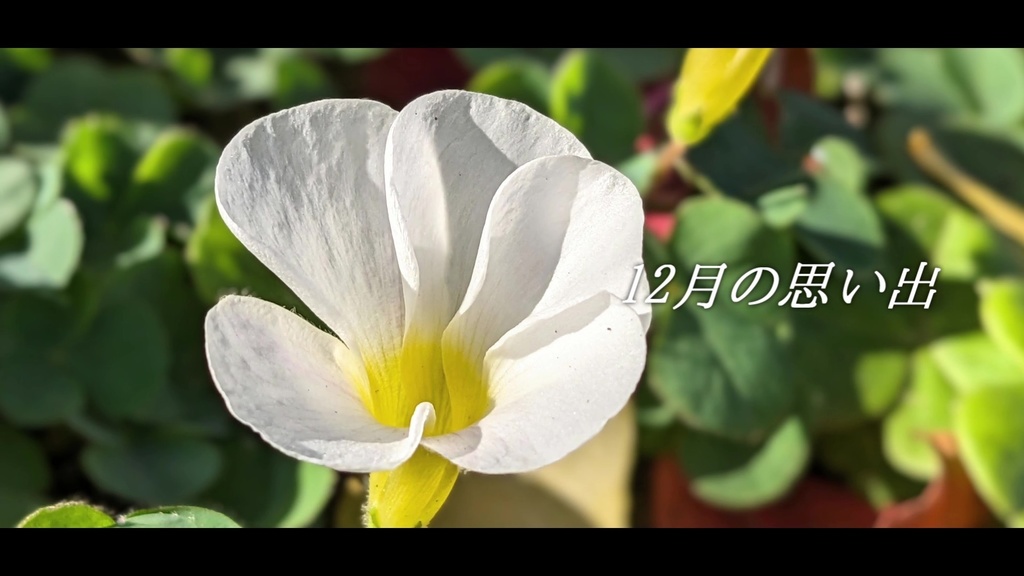 音楽素材『12月の思い出』歌もの曲