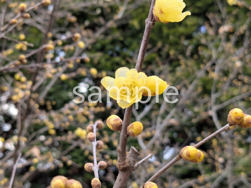 写真素材『ロウバイ2』