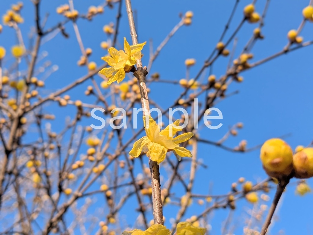 写真素材『空とロウバイ』