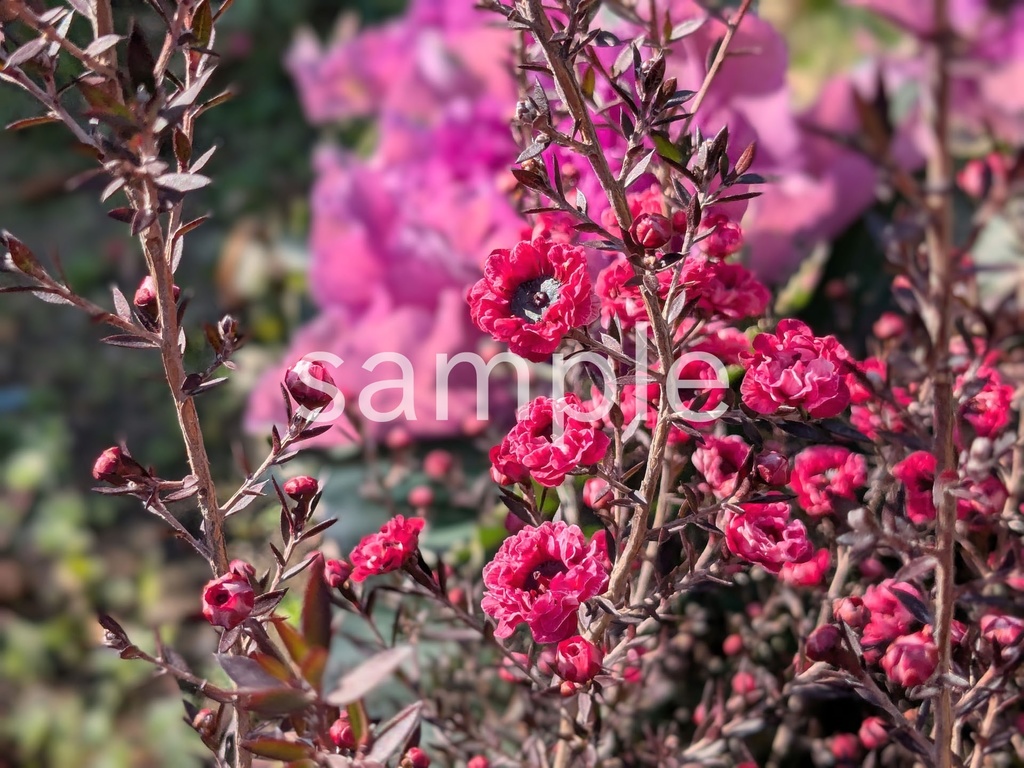 写真素材『ギョリュウバイ』