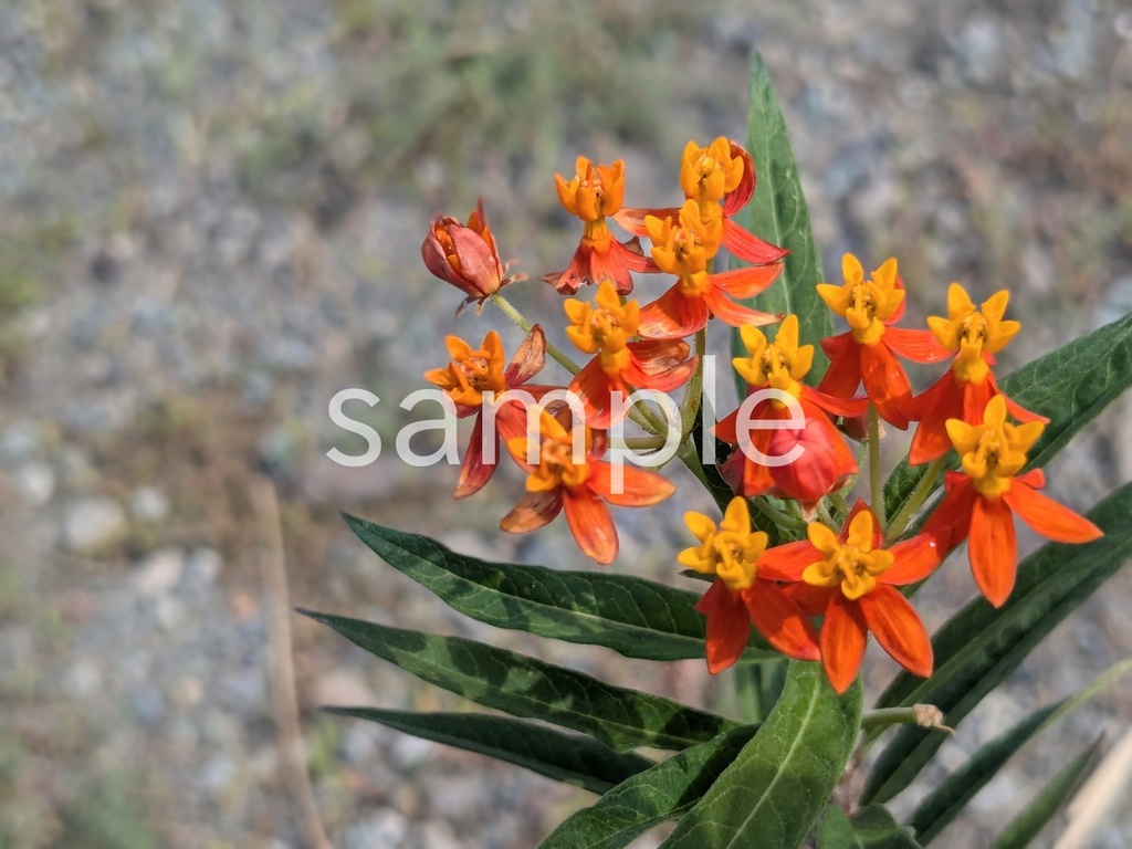 写真素材『トウワタ』