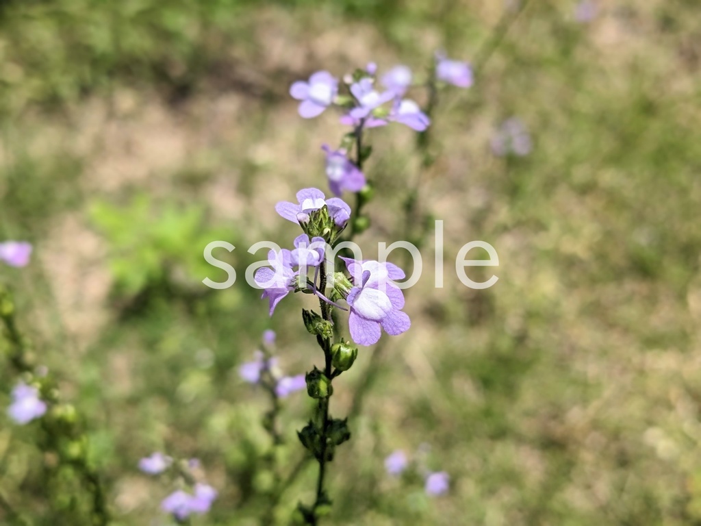 写真素材『マツバウンラン2』