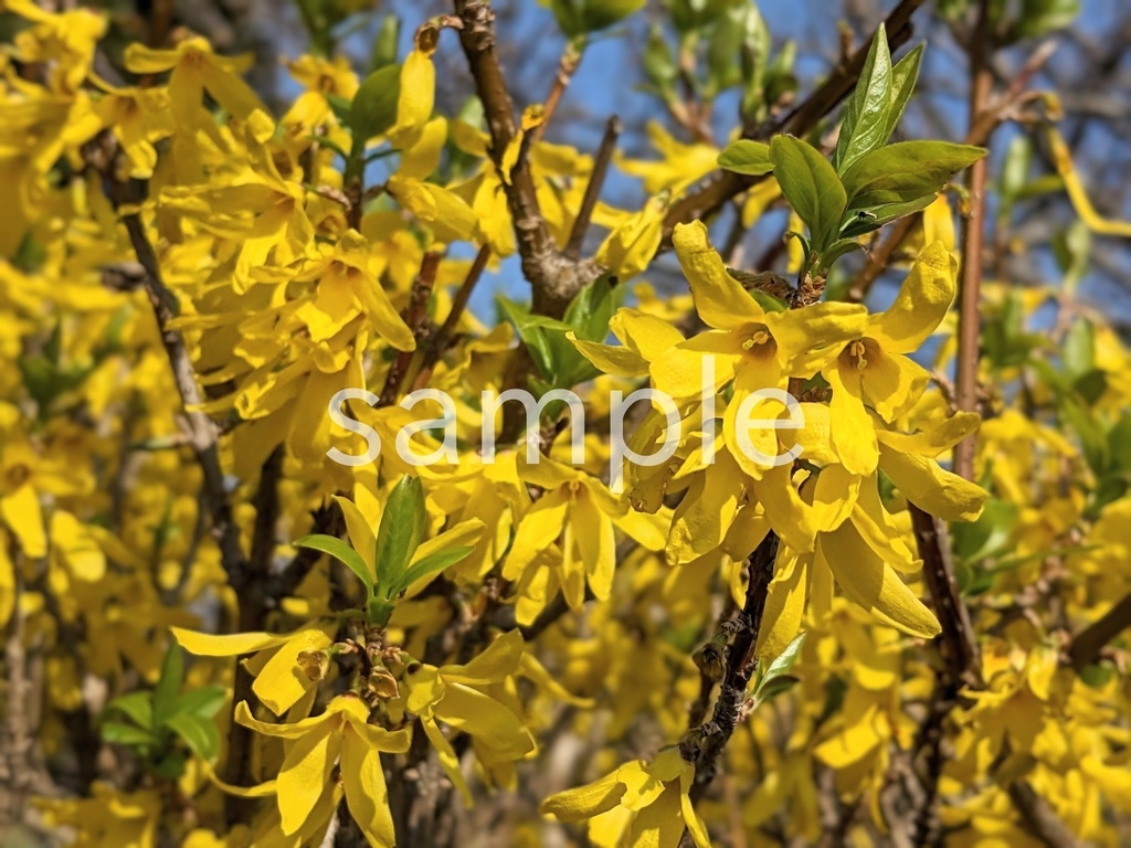 写真素材『レンギョウ2』