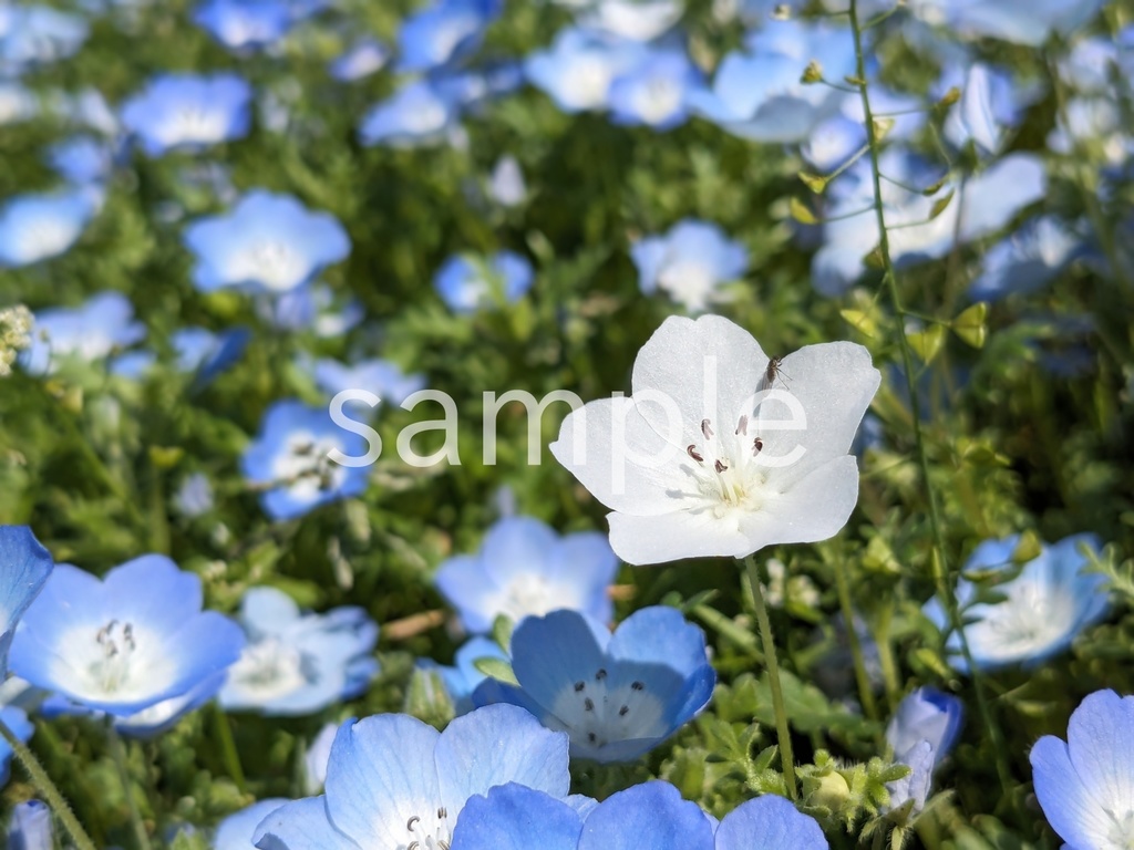 写真素材『白いネモフィラ2』