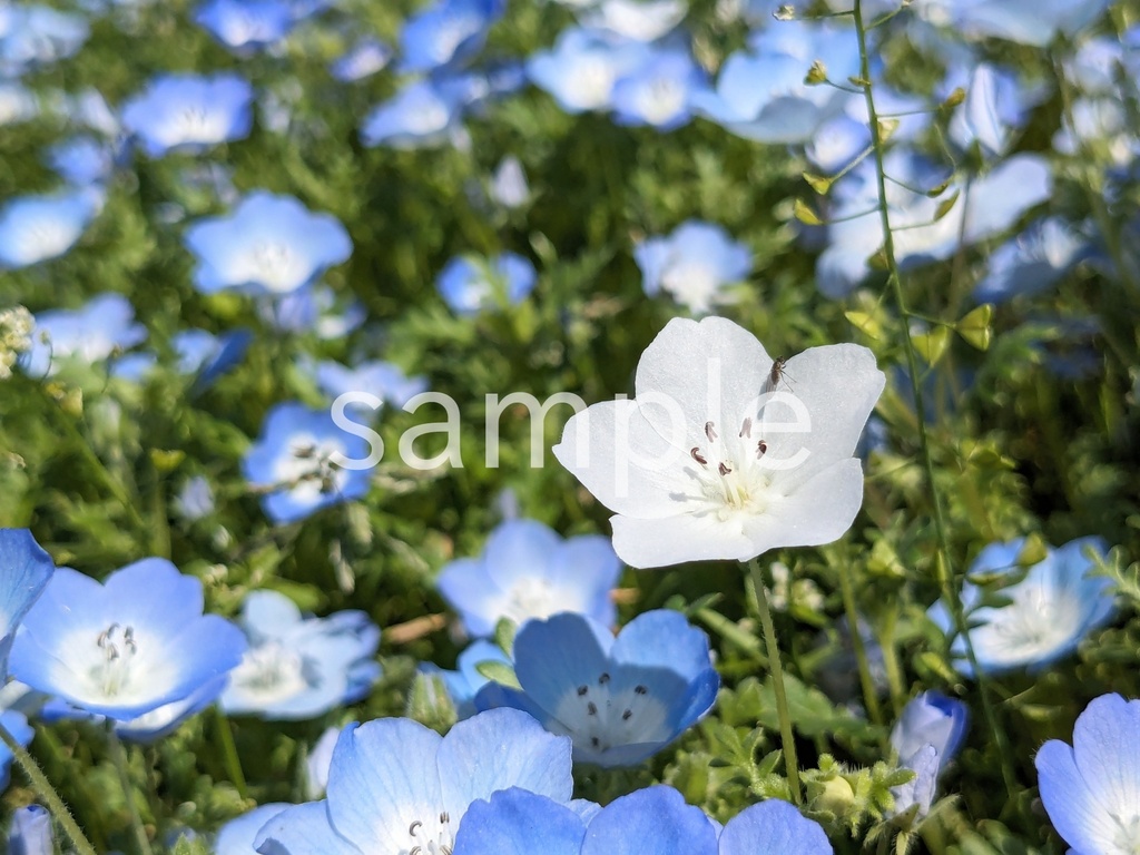 写真素材『白いネモフィラ2』