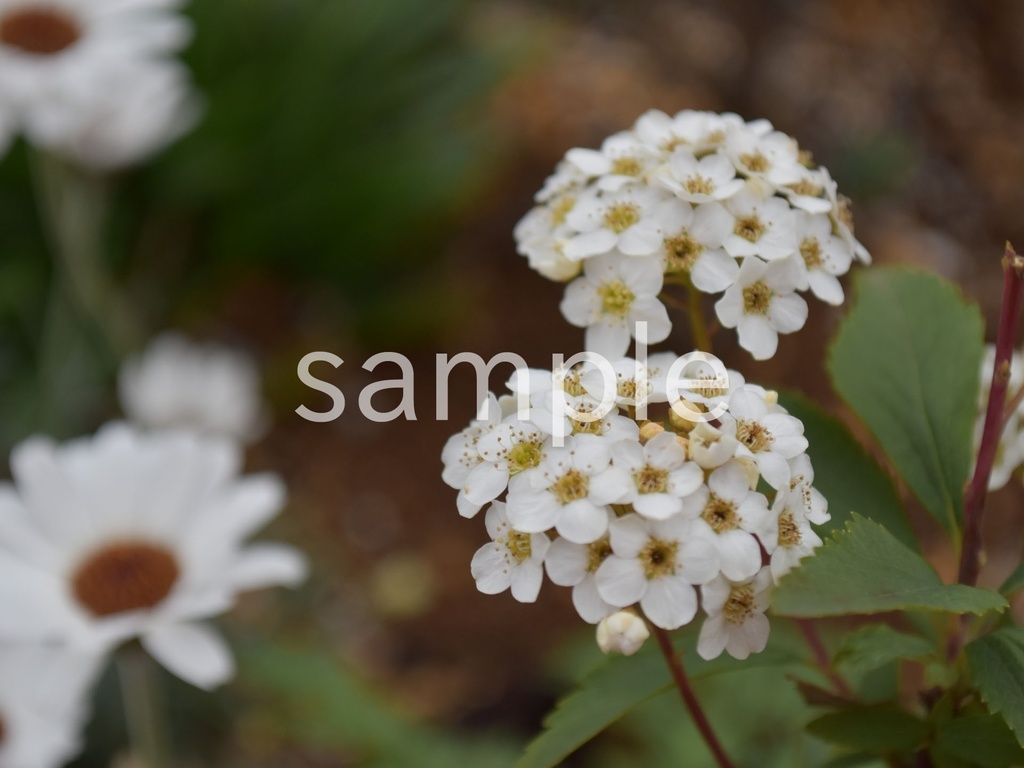 写真素材『コデマリ2』