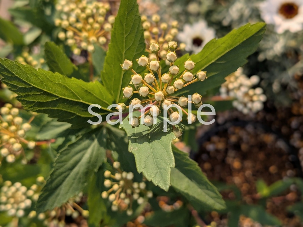 写真素材『コデマリの蕾』