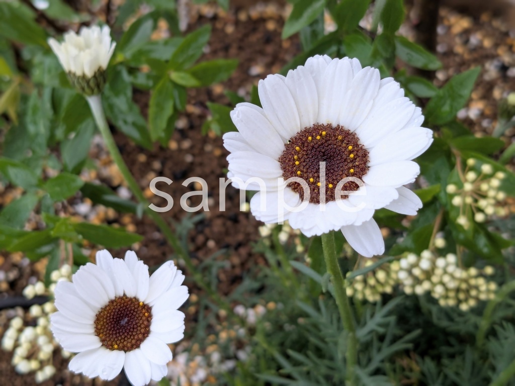 写真素材『ローダンセマム』