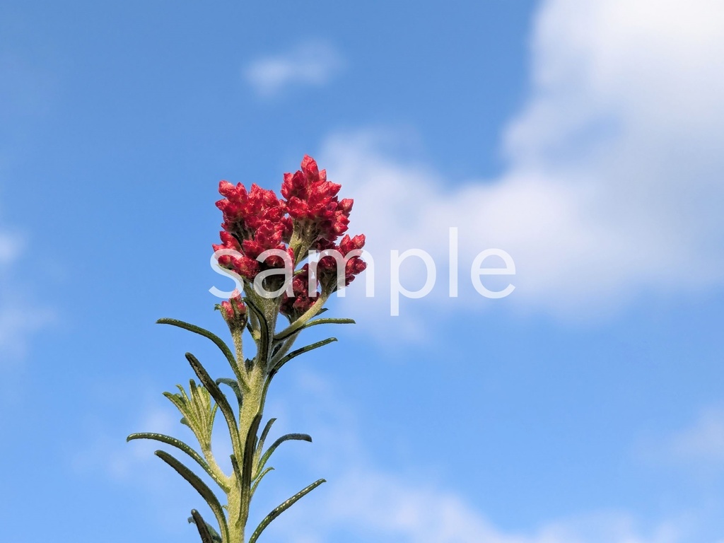 写真素材『空と赤いライスフラワー』