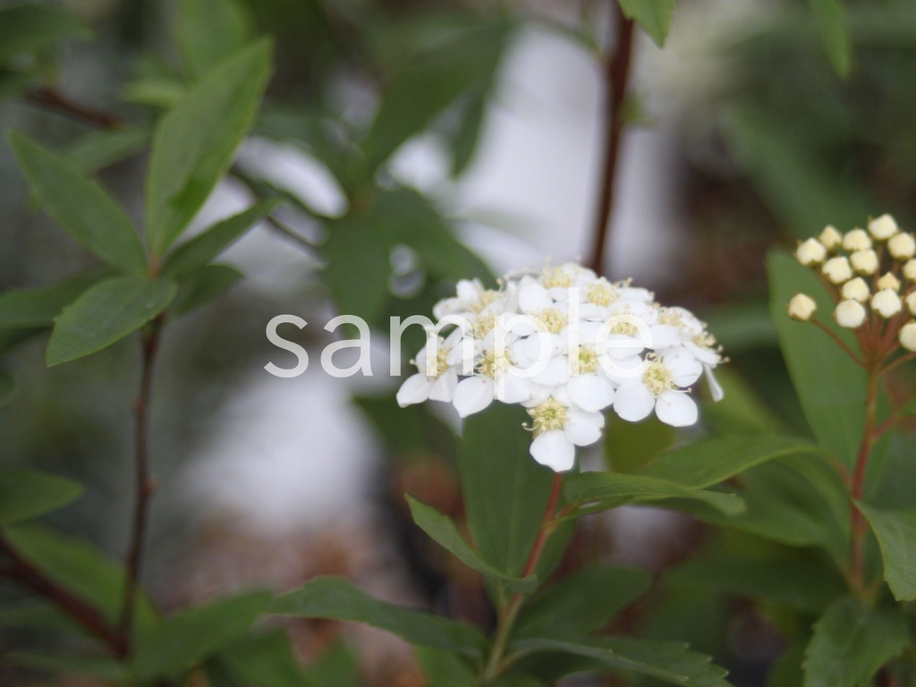 写真素材『コデマリ1』