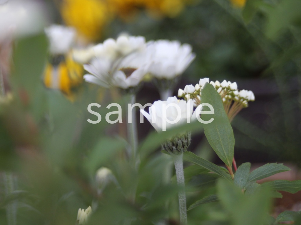 写真素材『ローダンセマム2』