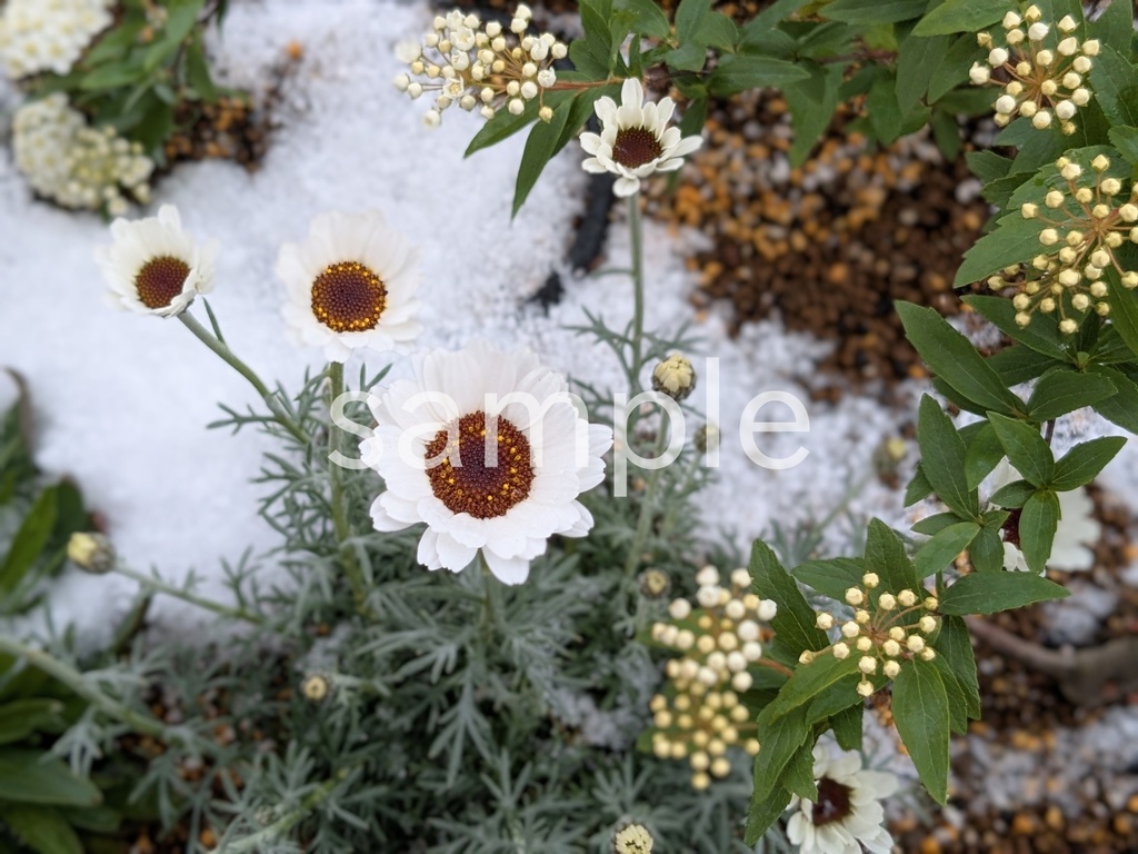 写真素材『雪とローダンセマム』