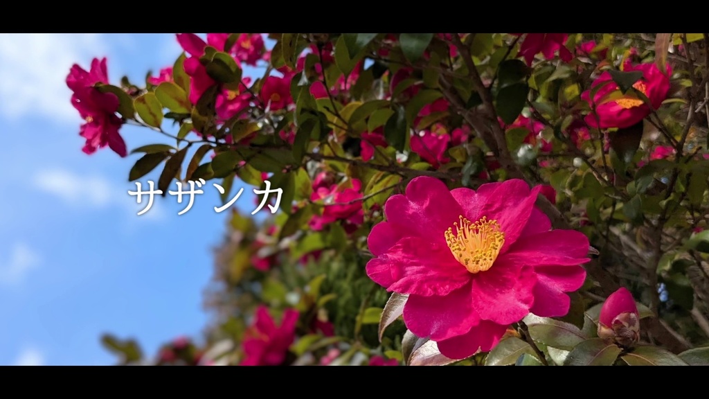 音楽素材『サザンカ』歌もの曲