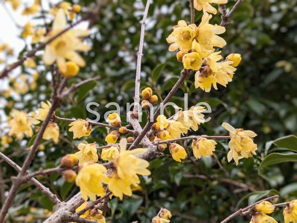 写真素材『ロウバイ4』