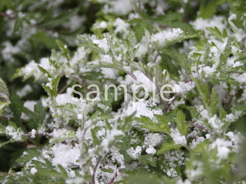 写真素材『雪の乗る葉』