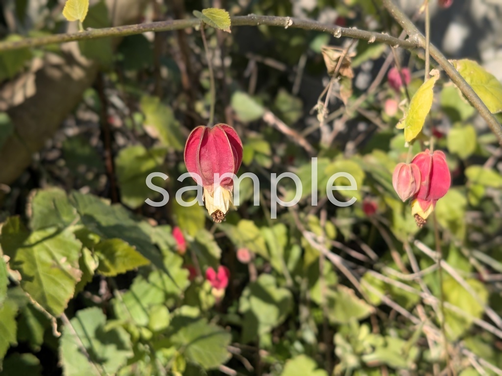 写真素材『アブチロン・チロリアンランプ2』