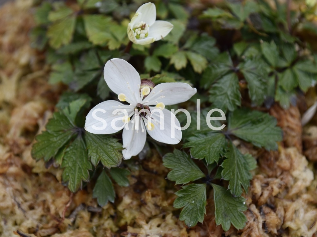 写真素材『バイカオウレン』