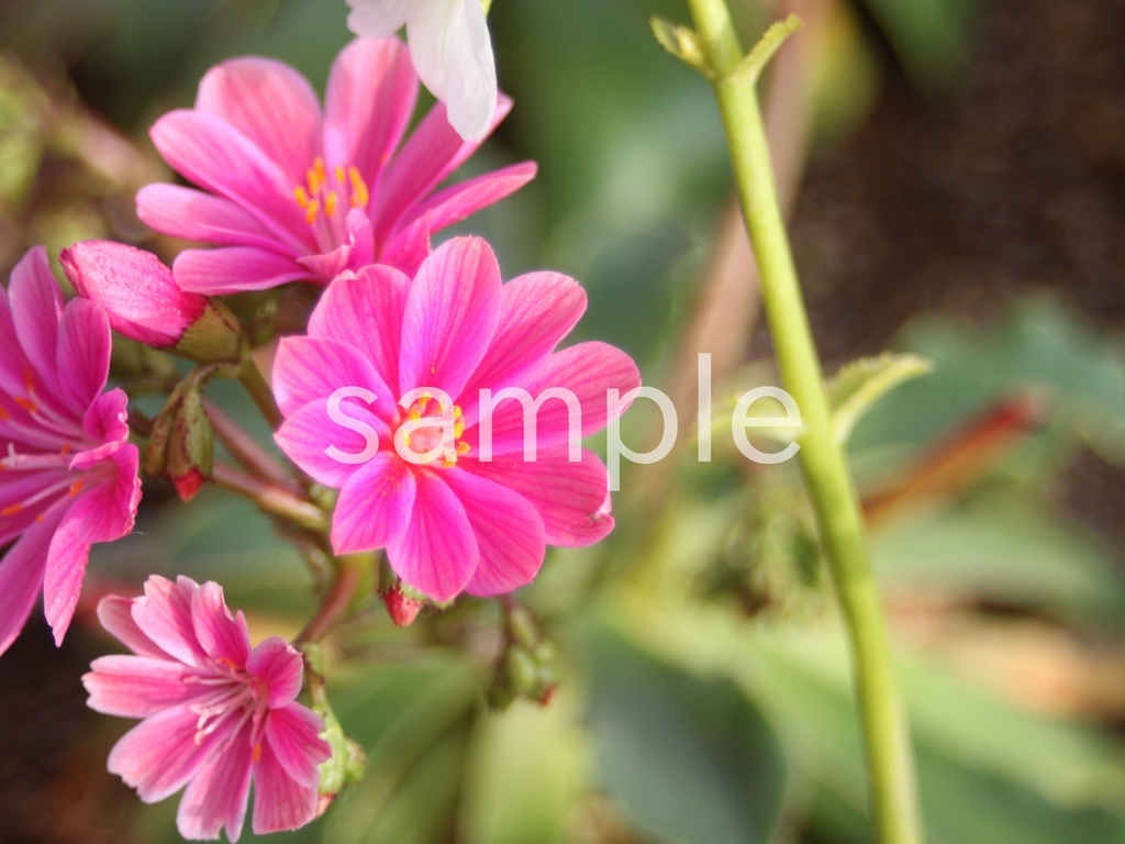 写真素材『ピンクのレウィシア』