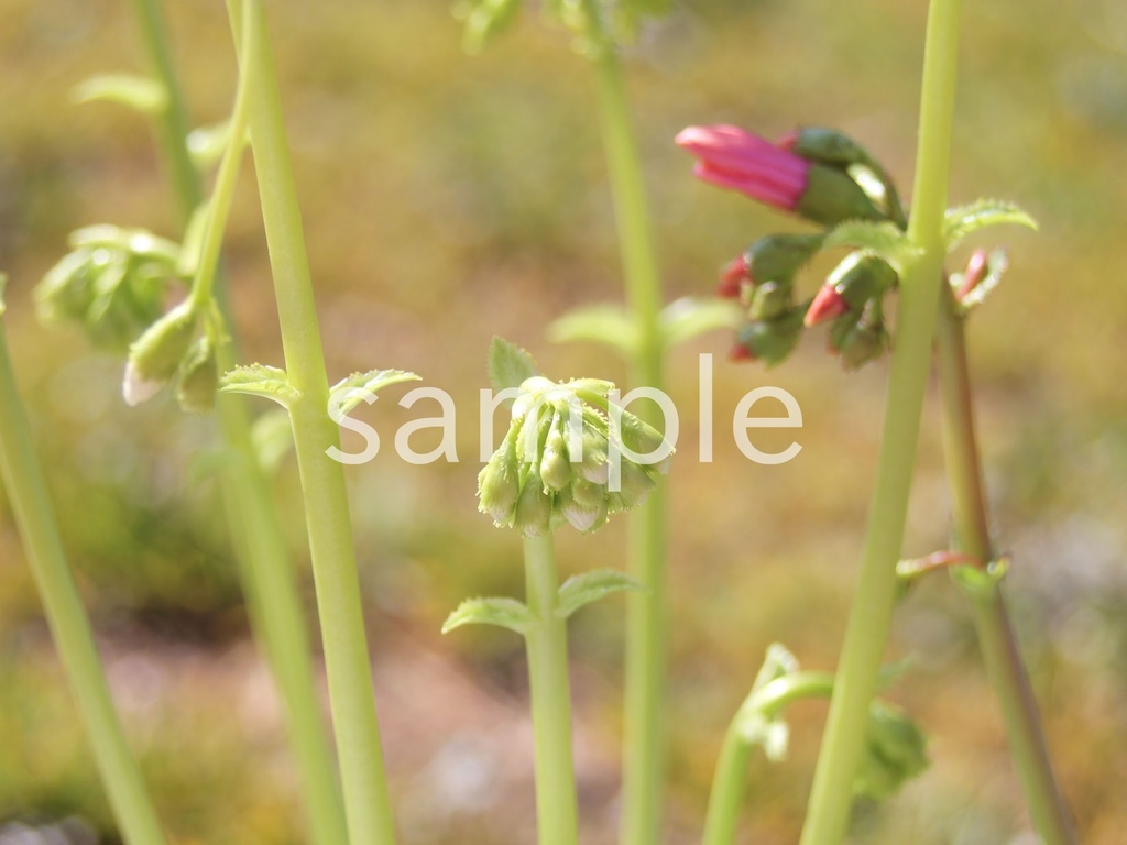 写真素材『レウィシアの蕾』