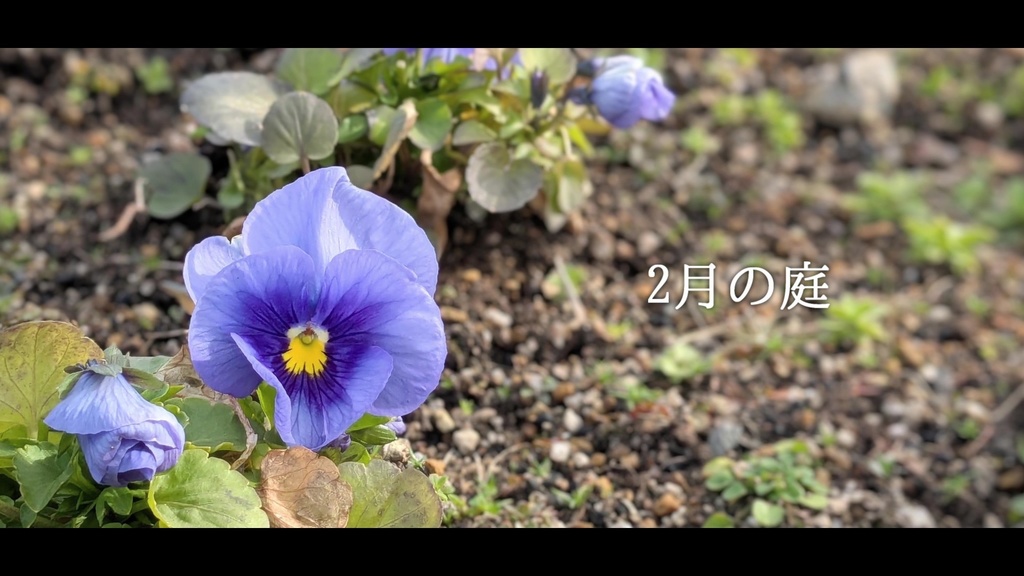音楽素材『2月の庭』歌もの曲