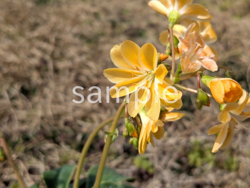 写真素材『オレンジのレウィシア』