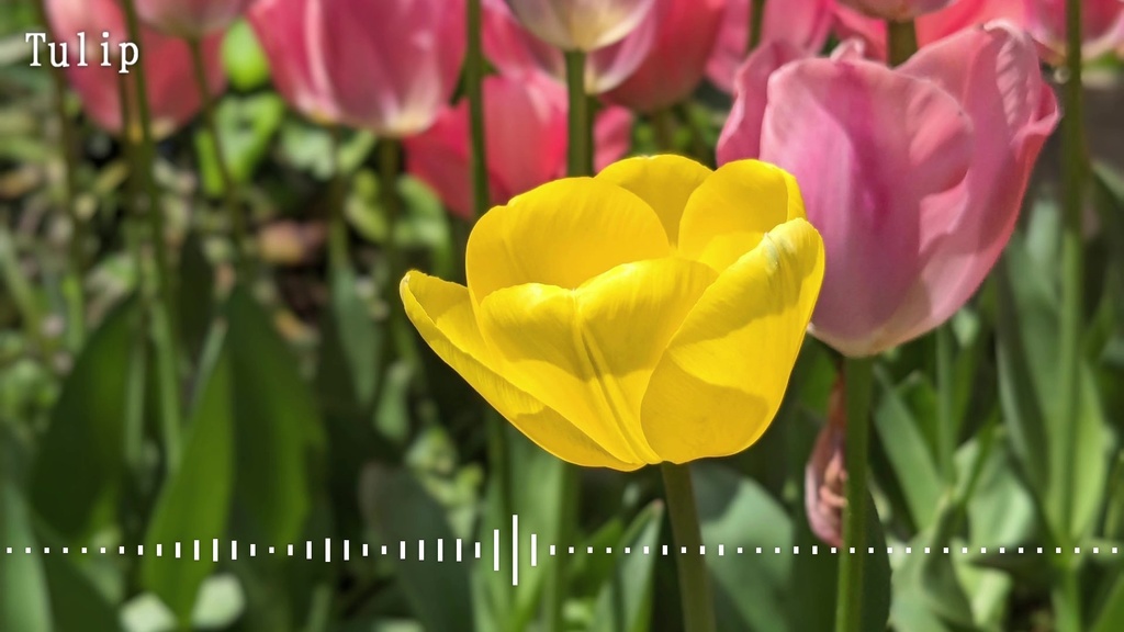 音楽素材『Tulip』BGM曲