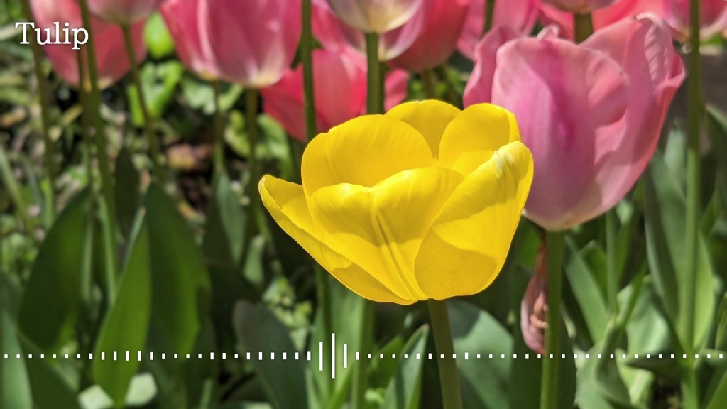 音楽素材『Tulip』BGM曲