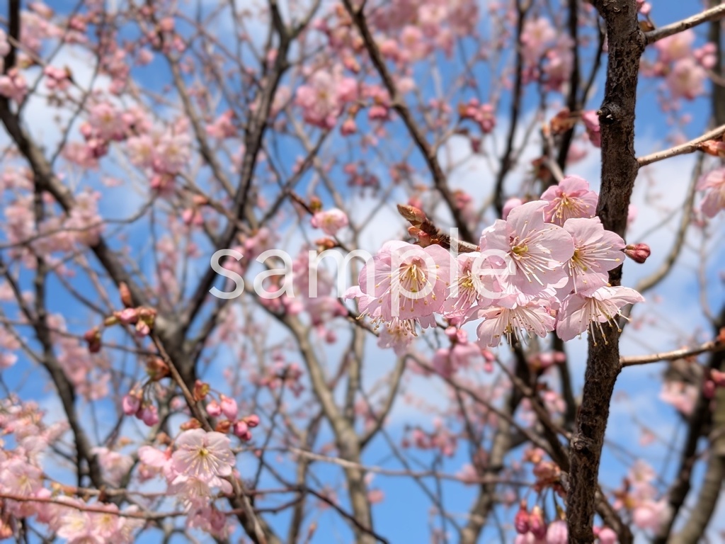 写真素材『桜6』