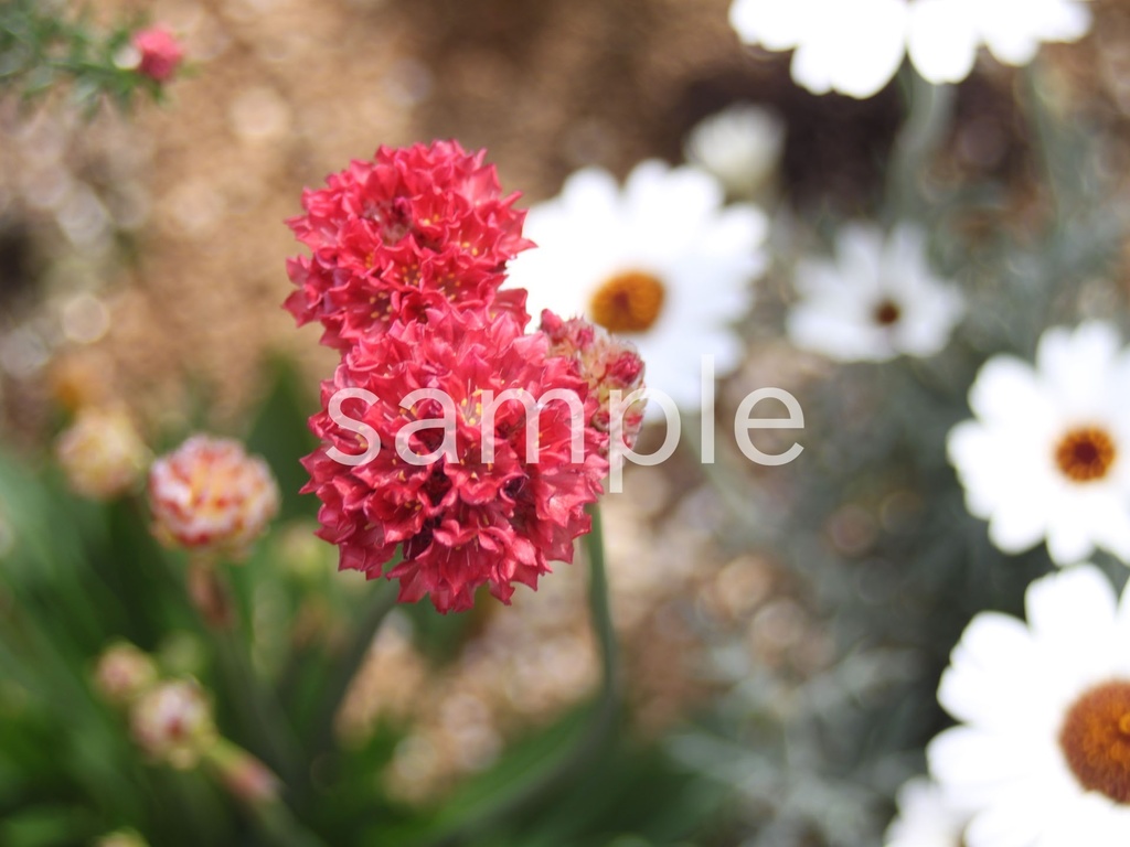 写真素材『赤いアルメリア』